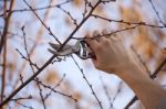 Pruning Fruit Tree - Cutting Branches At Spring Stock Photo