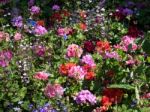 Colourful Flower Display In East Grinstead Stock Photo