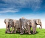 Group Of Asia Elephant Stock Photo