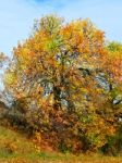 Autumn Tree Stock Photo