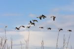 Canada Geese Flying Over Dungeness Stock Photo