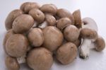 Mushrooms On A White Background Wet Stock Photo