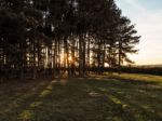 Scenic View Of Friends Clump In The Ashdown Forest Stock Photo