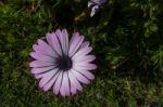 Calendula Stock Photo