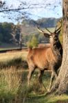 Stag Hiding By A Tree Stock Photo