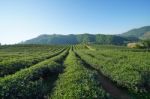 Tea Plantation In Doi Mae Salong, Chiang Rai Thailand Stock Photo