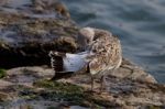 The Beautiful Gull Is Cleaning Her Feathers Stock Photo