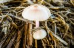 Mushroom Pair Growing Stock Photo