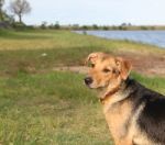 Mongrel Dog On The Beach Stock Photo