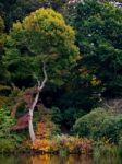 Tree Leaves Changing Colour In Autumn Stock Photo