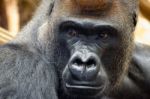 Western Lowland Gorilla (gorilla Gorilla Gorilla) Stock Photo