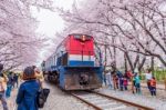 Jinhae,korea - April 4 : Jinhae Gunhangje Festival Is The Largest Cherry Blossom Festival In Korea.tourists Taking Photos Of The Beautiful Scenery Around Jinhae,korea On April 4,2015 Stock Photo