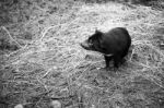 Tasmanian Devil Found During The Day In Tasmania Stock Photo