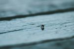 Small Bug On The Table Stock Photo