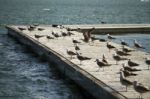 Group Of Seagulls On Pier Stock Photo