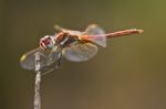 Red-veined Darter Dragonfly Stock Photo