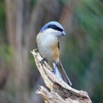 Grey-backed Shrike Stock Photo