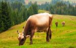 Landscape With A Cow Stock Photo