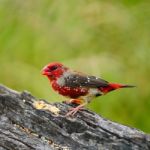 Juvenile Male Red Avadavat Stock Photo