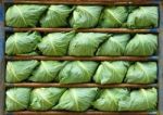 Cabbage Stock Photo