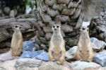 Meerkats Family Standing Alert Stock Photo