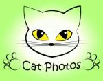 Cat Photos Shows Feline Photographer And Cameras Stock Photo