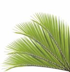 Palm Leaf Isolated On White Background Stock Photo