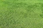 Green Grass Background Stock Photo