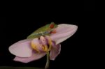 Tree Frog On Orchid Stock Photo