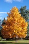 East Grinstead, West Sussex/uk - October 26 : Tulip Trees (lirio Stock Photo