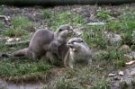 Otters Stock Photo