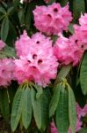 Pink Rhododendron In Flower Stock Photo