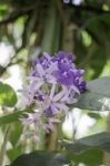 Beautiful Of Purple Petrea Volubilis Flower Nature Background Stock Photo