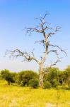 Landscape In Botswana Stock Photo