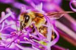 Bee On The Allium Flower Stock Photo