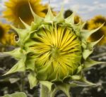 Opening Sunflower Stock Photo