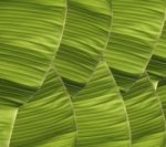 Banana Foliage Stock Photo