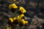 
Xyridaceae Beautiful Field Full Of Yellow Macro For Details Stock Photo