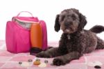 Shipoo Dog Lying At The Beach Stock Photo