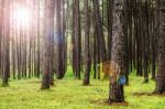 Pine Garden With Sunlight Stock Photo