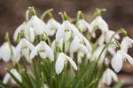 Snowdrops Stock Photo