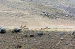 Pronghorn (antilocapra Americana) Stock Photo