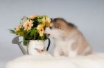 Alaskan Malamute Puppy Stock Photo