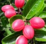 Carunda Or Karonda  (bengal-currants) Pink Fruit On Tree In The Garden.fruit For Health And High Vitamin Stock Photo