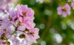 The Queen's Flower Bouquet Stock Photo