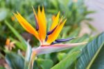 Close Up Crane Flower Or Strelitzia Reginaei Stock Photo