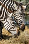 Zebra Stock Photo