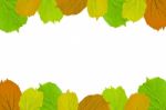 Frame From Green Leaves On White Background For Isolated, Frame By Green Leaf, Orange Leaf And Yellow Leaf Stock Photo