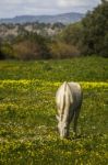 White Horse On A Landscape Field Of Yellow Flowers Stock Photo