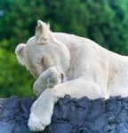 Photo Of A Funny White Lion Trying Not To Sleep Stock Photo